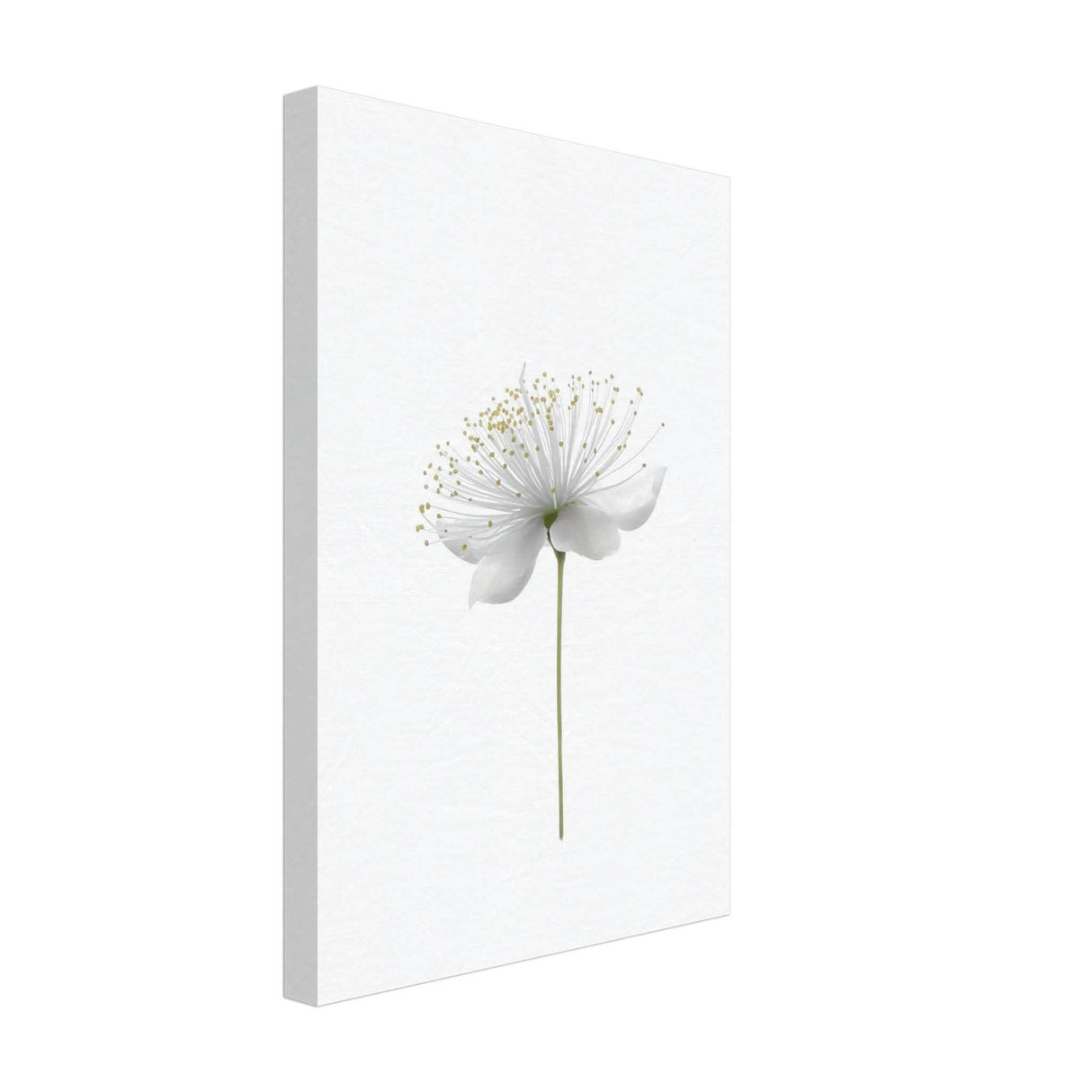 Da Vinci Nature Wall art | Floral - Canvas - 30x45 cm / 12x18″ - Thick