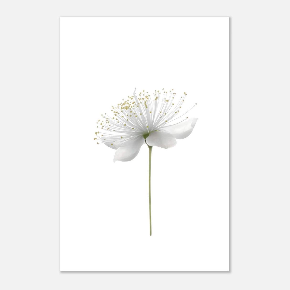 Da Vinci Nature Wall art | Floral - Aluminum Print - 40x60 cm / 16x24″ -