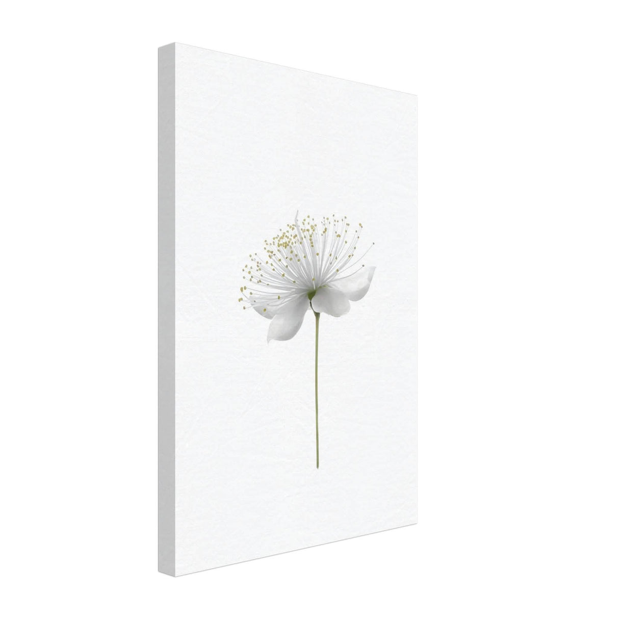 Da Vinci Nature Wall art | Floral - Canvas - 30x45 cm / 12x18″ - Slim