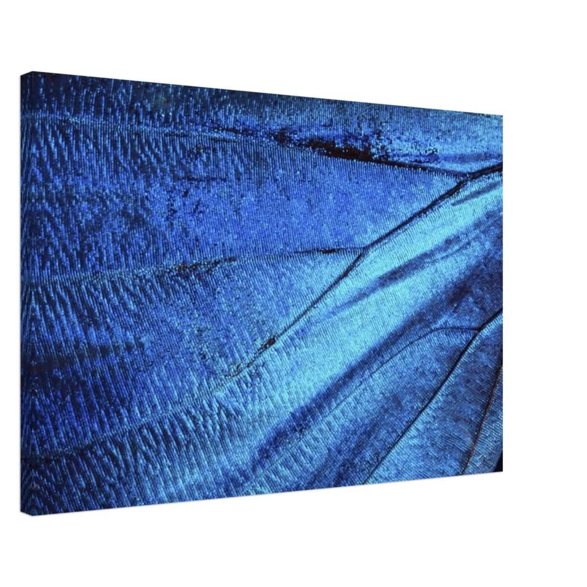 Da Vinci Wall Art | Blue Butterfly Wing - Canvas - 60x90 cm / 24x36″ - Thick