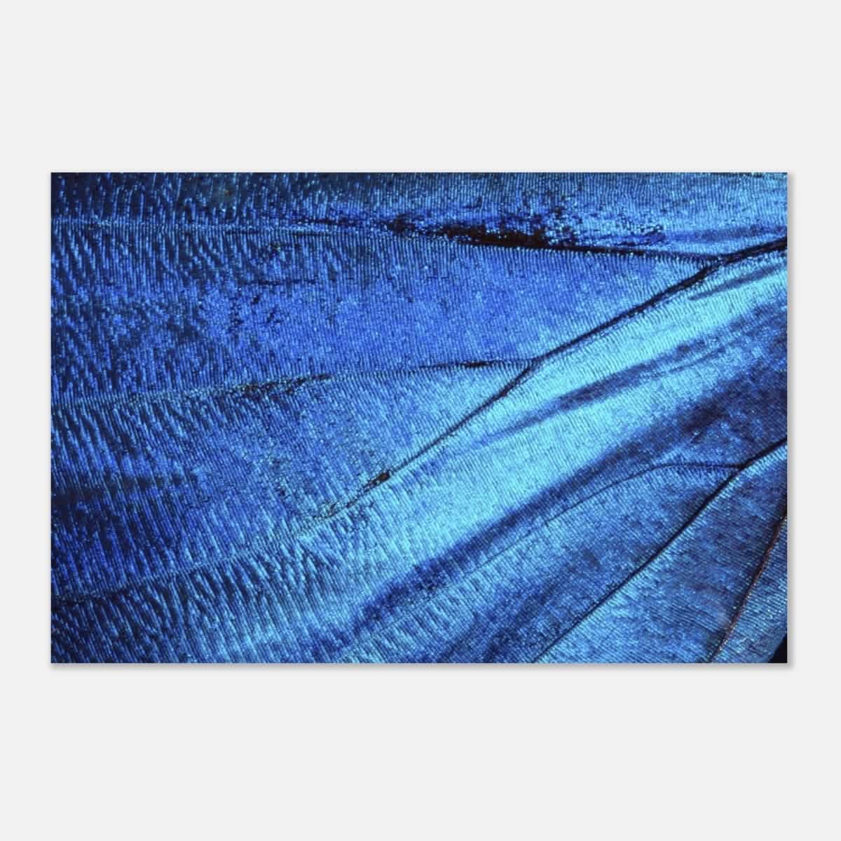 Da Vinci Wall Art | Blue Butterfly Wing - Aluminum Print - 30x45 cm / 12x18″ -