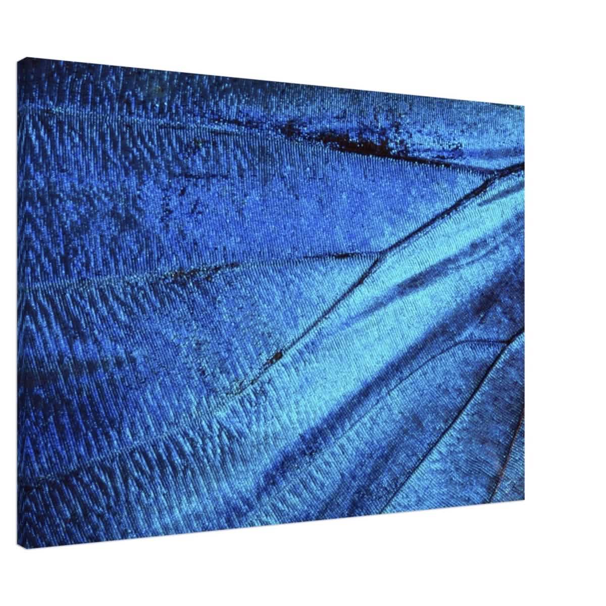 Da Vinci Wall Art | Blue Butterfly Wing - Canvas - 70x100 cm / 28x40″ - Slim
