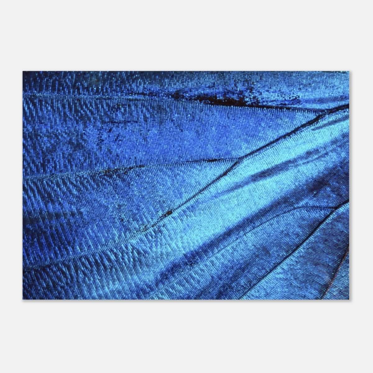 Da Vinci Wall Art | Blue Butterfly Wing - Aluminum Print - 70x100 cm / 28x40″ -