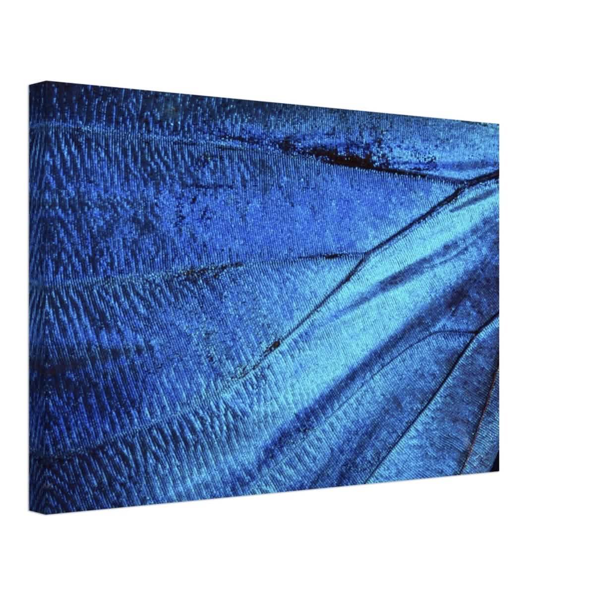 Da Vinci Wall Art | Blue Butterfly Wing - Canvas - 40x60 cm / 16x24″ - Thick