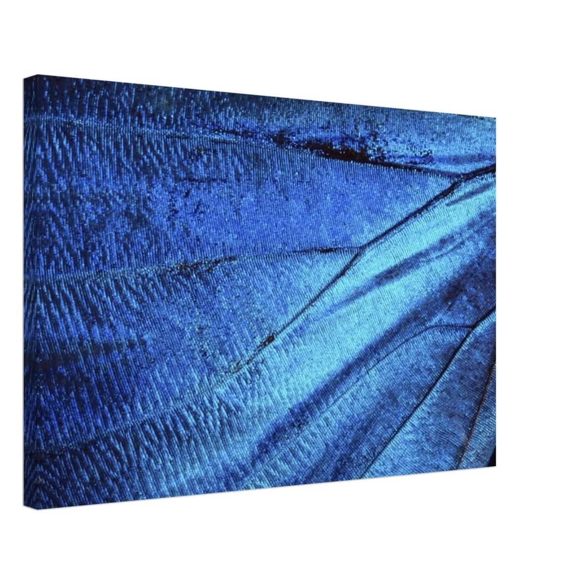 Da Vinci Wall Art | Blue Butterfly Wing - Canvas - 50x75 cm / 20x30″ - Thick