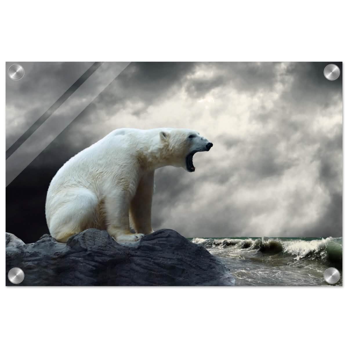 Echoes of the Arctic: The Roaring Majesty | Animal wall art print - Acrylic Print - 30x45 cm / 12x18″ -