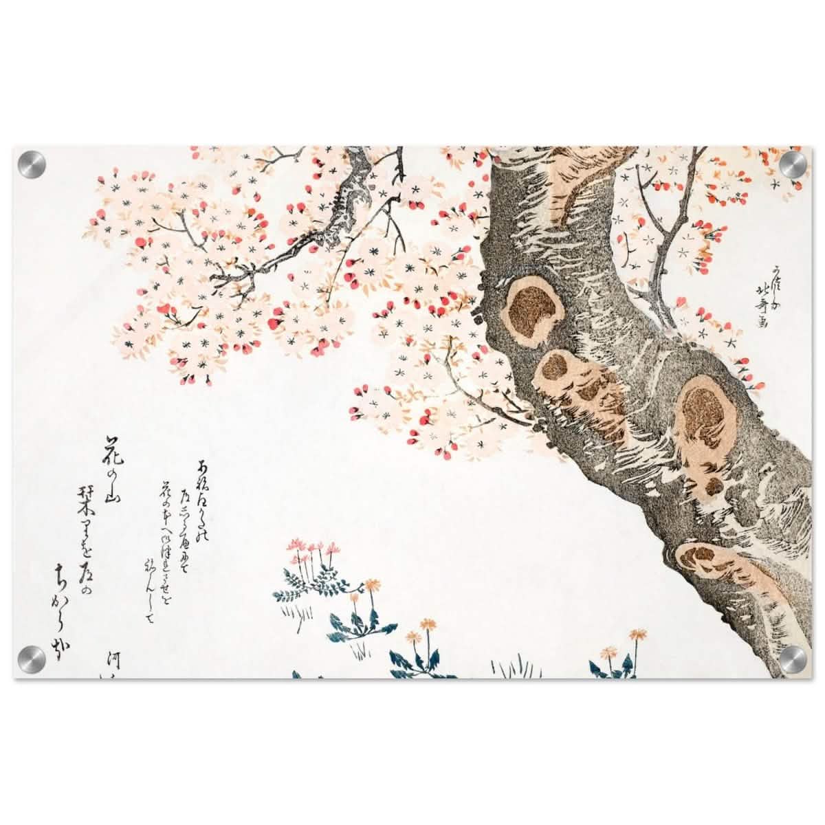 Eternal Sakura | Traditional Japanese Botanical Art | wall art print - Acrylic Print - 40x60 cm / 16x24″ -