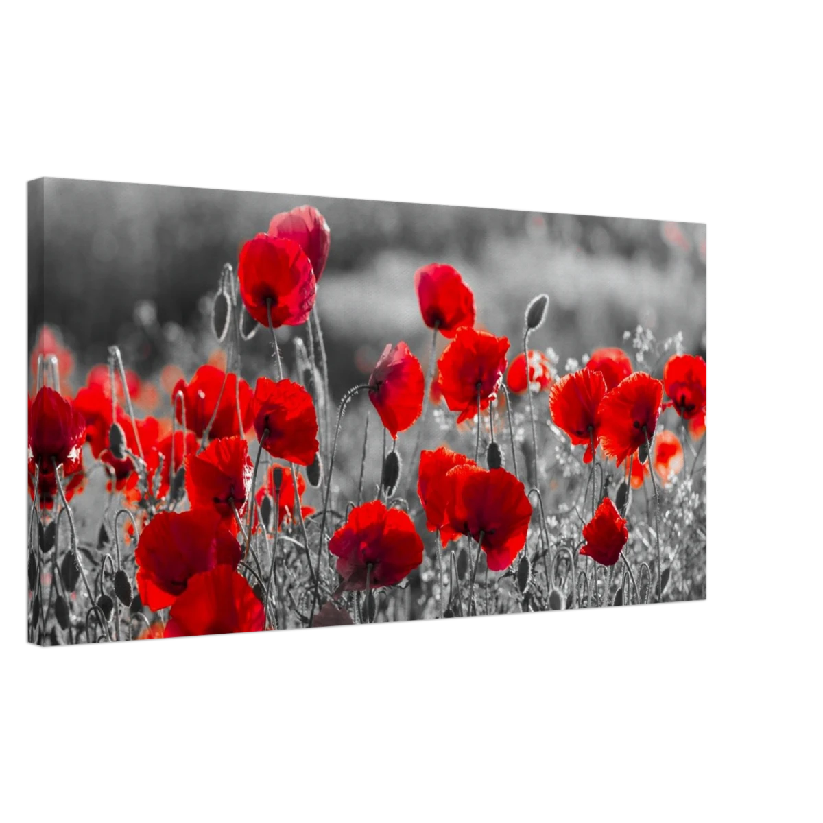 "Field of Remembrance" – Red Poppies in Monochrome Meadow | Elegant Floral Wall Art Print - 40x80 cm / 16x32″ -