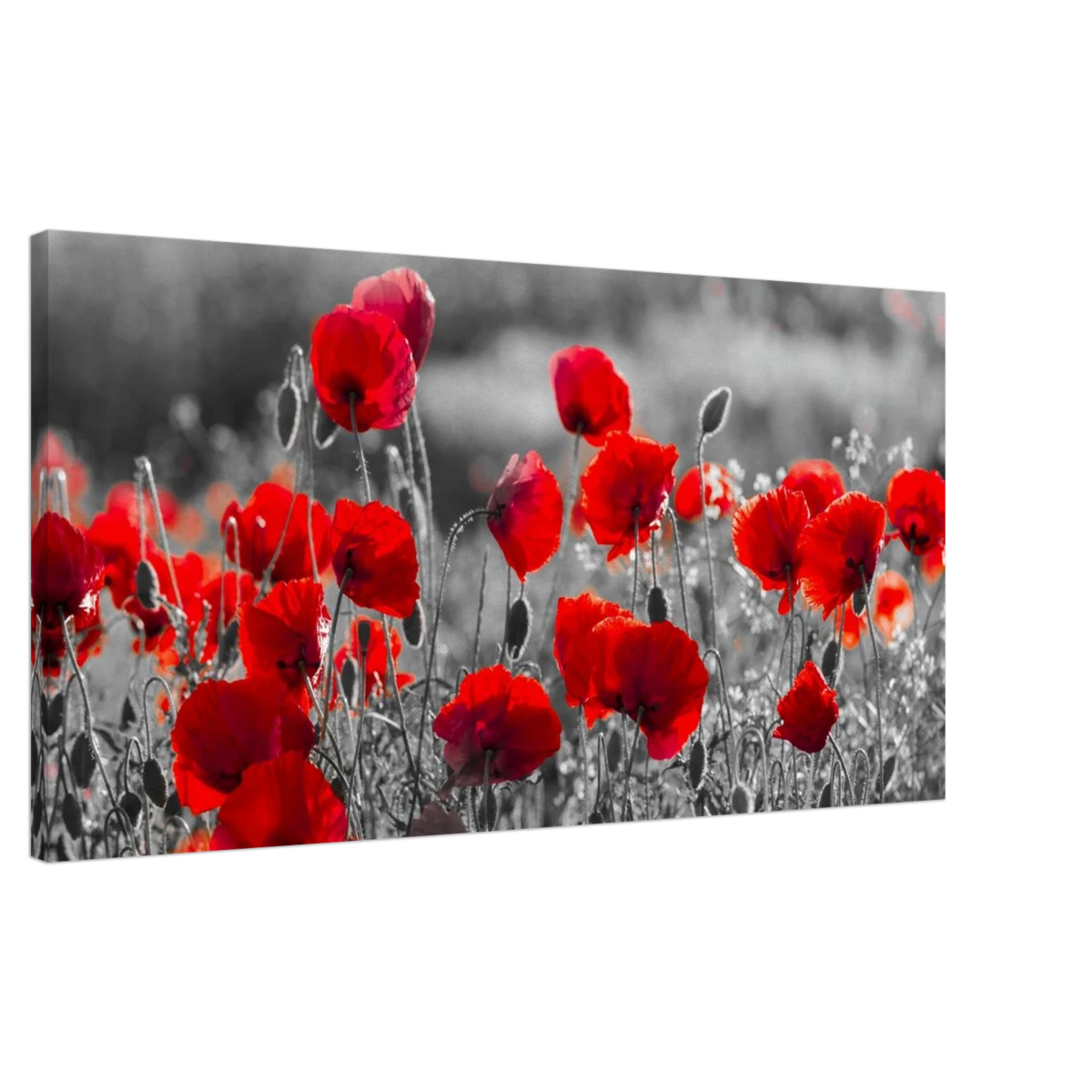 "Field of Remembrance" – Red Poppies in Monochrome Meadow | Elegant Floral Wall Art Print - 50x100 cm / 20x40″ -