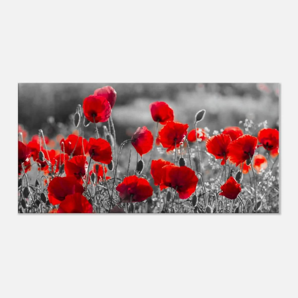 "Field of Remembrance" – Red Poppies in Monochrome Meadow | Elegant Floral Wall Art Print - 40x80 cm / 16x32″ -