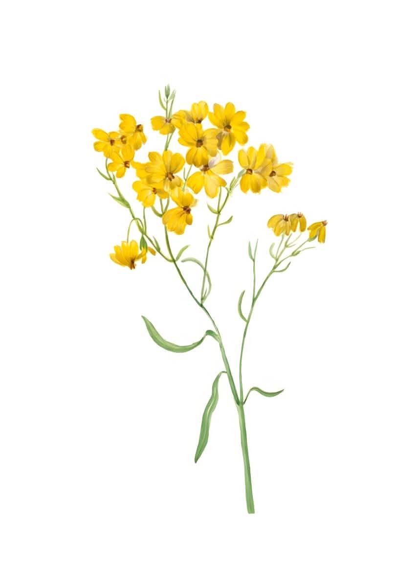 "Golden Bloom Harmony" – Watercolor Yellow Floral Elegance | Wall Art Print | 6 Design Options - 20x30 cm / 8x12" - Design Option 5 - Canvas