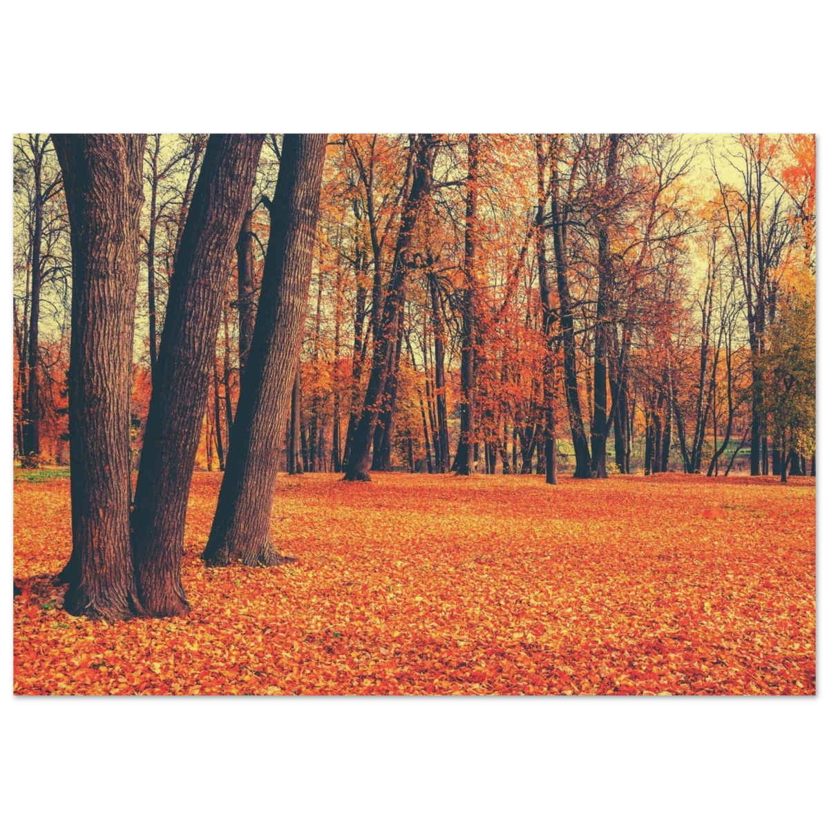 “Golden Silence in Autumn – A Tranquil Forest Escape” | Wall Art Print - Wood Prints - 70x100 cm / 28x40″ -