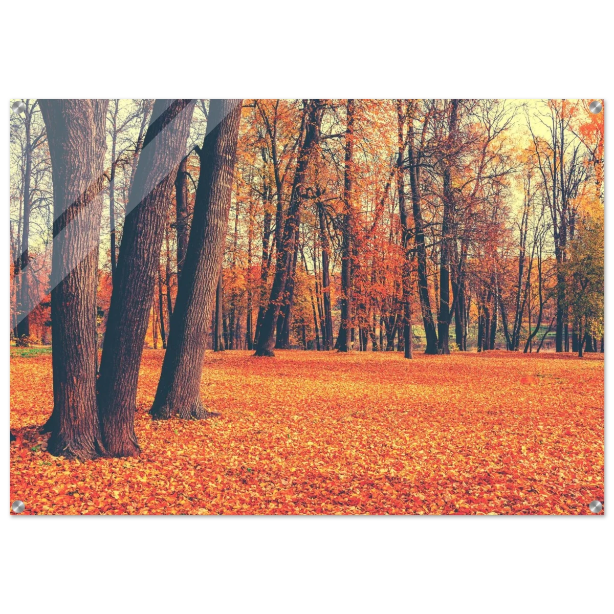 “Golden Silence in Autumn – A Tranquil Forest Escape” | Wall Art Print - Acrylic Print - 70x100 cm / 28x40″ -