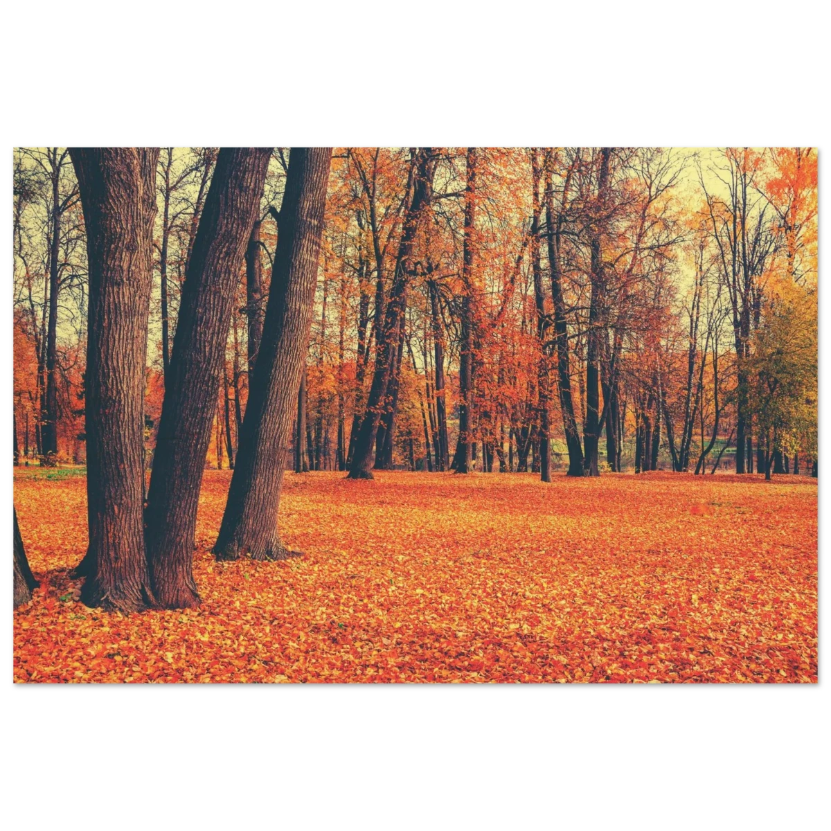 “Golden Silence in Autumn – A Tranquil Forest Escape” | Wall Art Print - Wood Prints - 50x75 cm / 20x30″ -