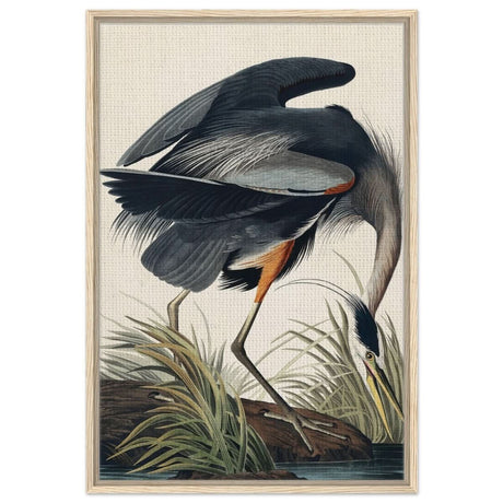 Great blue Heron by John James 1834 | wall Art Print - Framed Canvas - 60x90 cm / 24x36″ - Wood frame