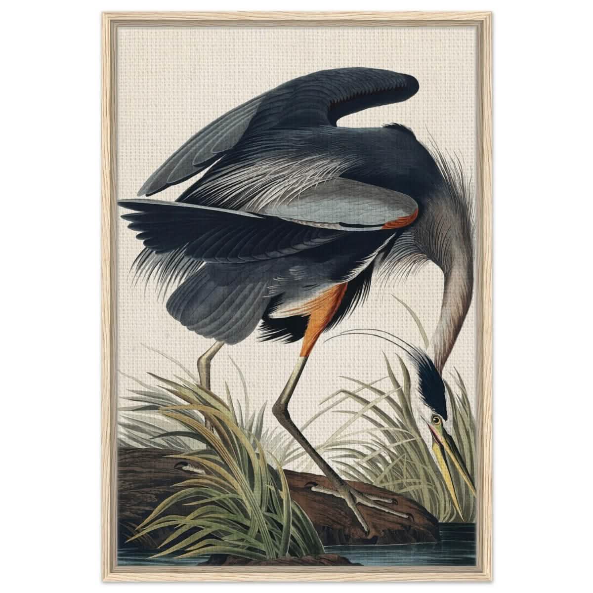 Great blue Heron by John James 1834 | wall Art Print - Framed Canvas - 60x90 cm / 24x36″ - Wood frame