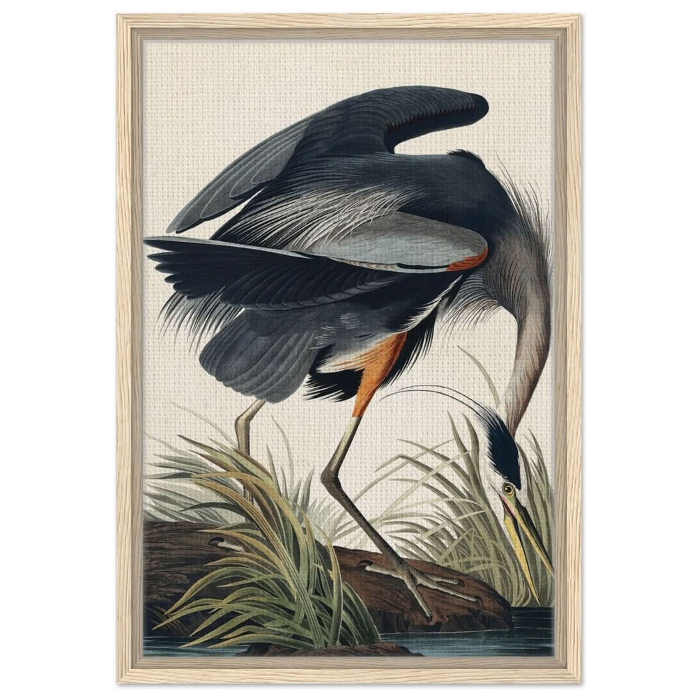 Great blue Heron by John James 1834 | wall Art Print - Framed Canvas - 40x60 cm / 16x24″ - Wood frame