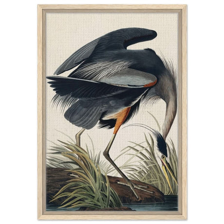 Great blue Heron by John James 1834 | wall Art Print - Framed Canvas - 40x60 cm / 16x24″ - Wood frame