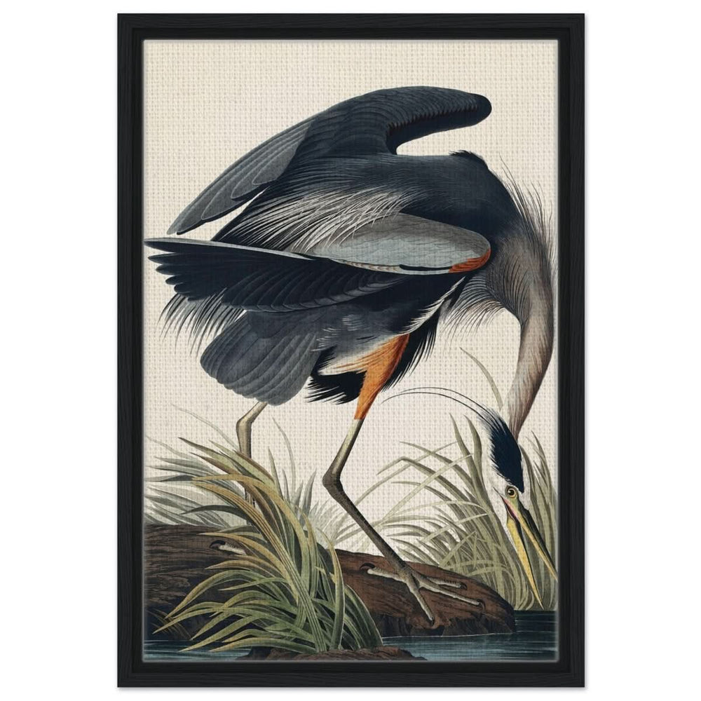 Great blue Heron by John James 1834 | wall Art Print - Framed Canvas - 40x60 cm / 16x24″ - Black frame