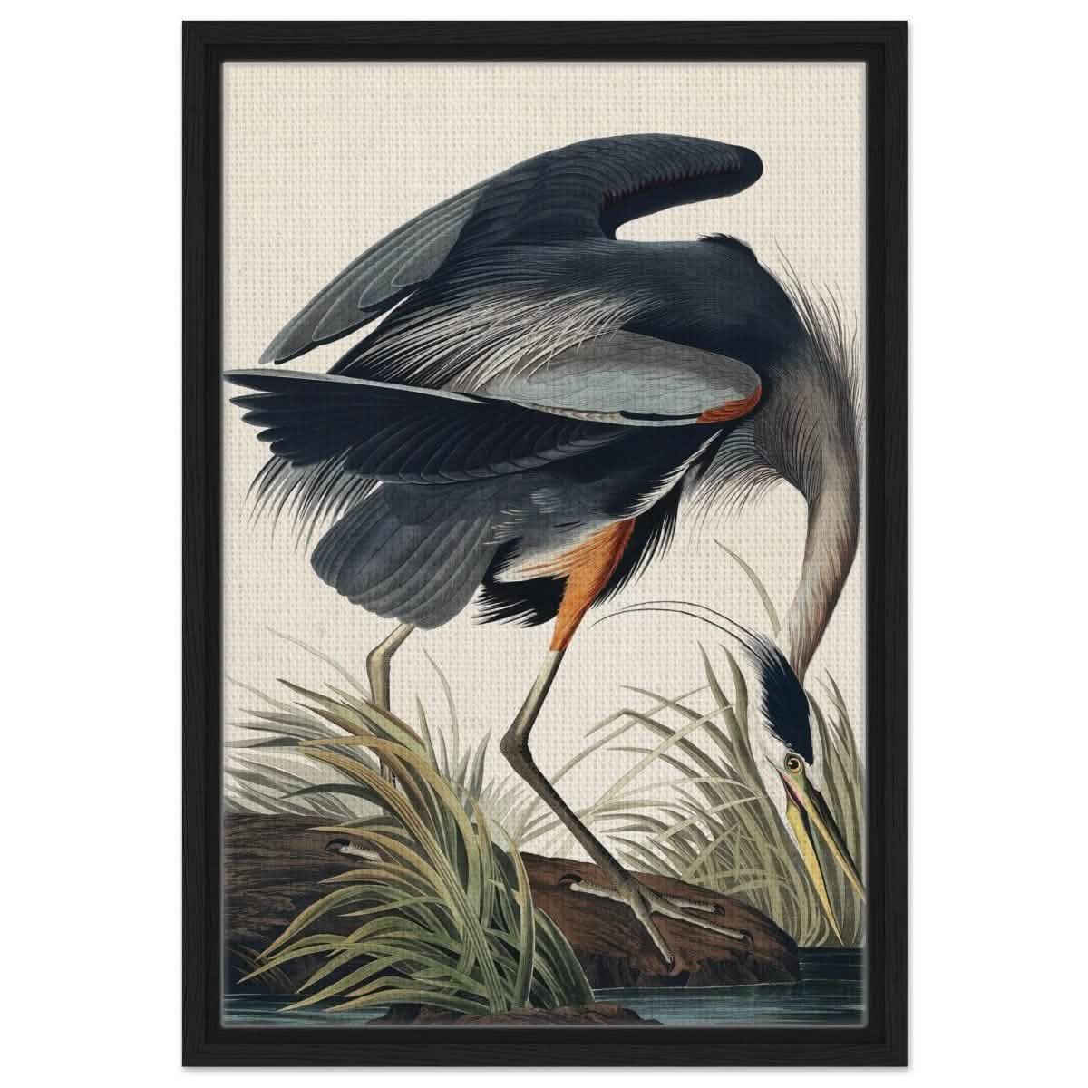 Great blue Heron by John James 1834 | wall Art Print - Framed Canvas - 40x60 cm / 16x24″ - Black frame