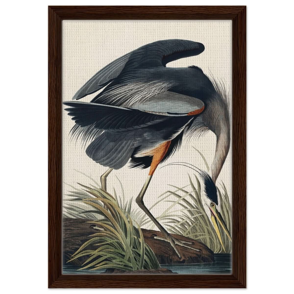 Great blue Heron by John James 1834 | wall Art Print - Framed Canvas - 30x45 cm / 12x18″ - Dark wood frame