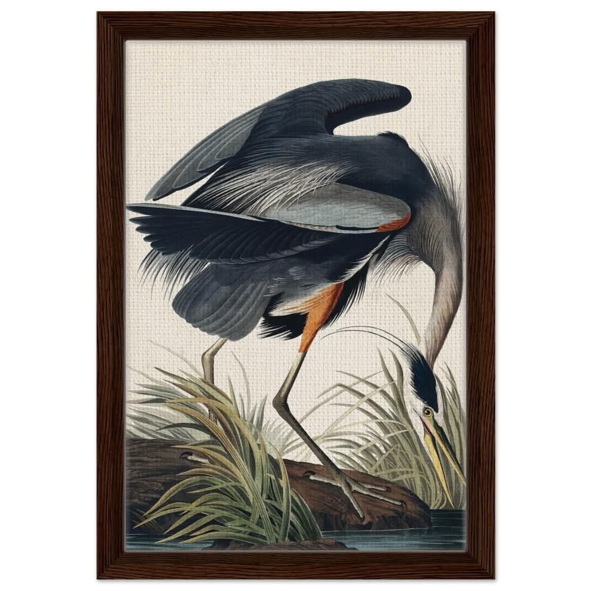 Great blue Heron by John James 1834 | wall Art Print - Framed Canvas - 30x45 cm / 12x18″ - Dark wood frame