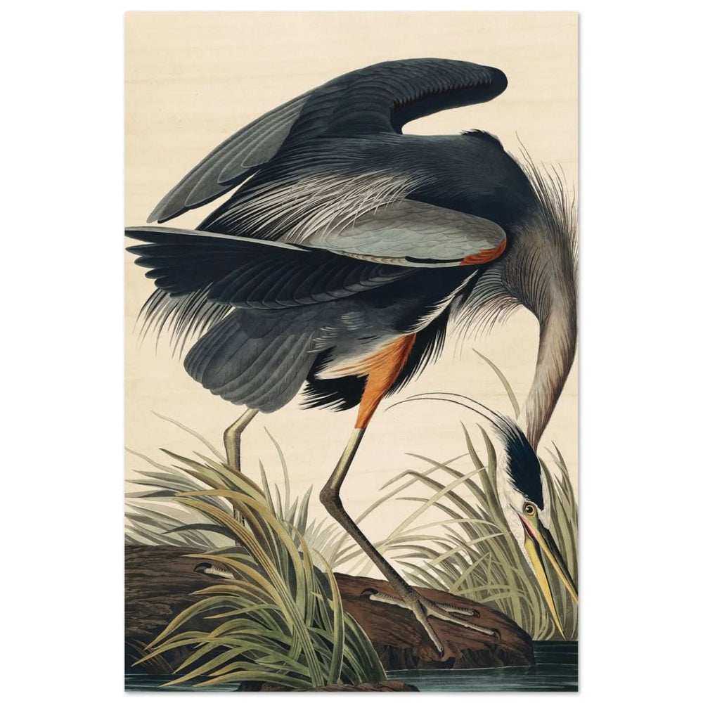 Great blue Heron by John James 1834 | wall Art Print - Wood Prints - 30x45 cm / 12x18″ -