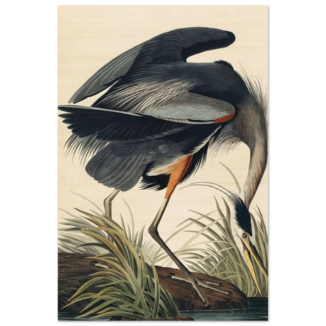 Great blue Heron by John James 1834 | wall Art Print - Wood Prints - 30x45 cm / 12x18″ -