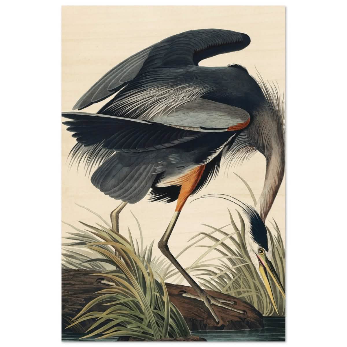 Great blue Heron by John James 1834 | wall Art Print - Wood Prints - 30x45 cm / 12x18″ -