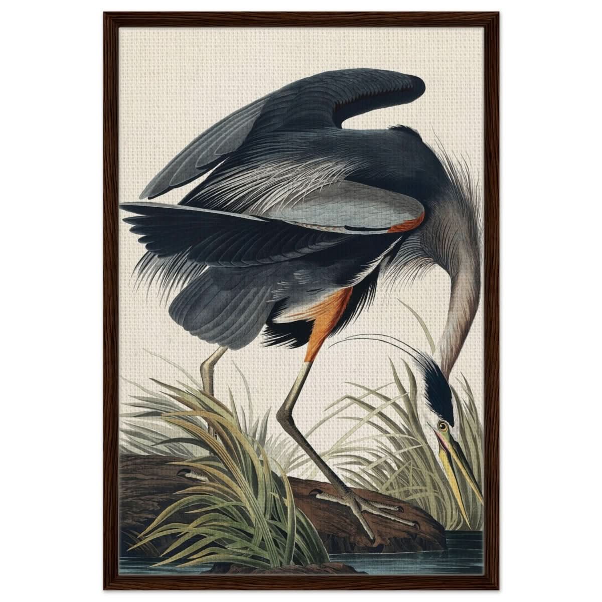 Great blue Heron by John James 1834 | wall Art Print - Framed Canvas - 60x90 cm / 24x36″ - Dark wood frame