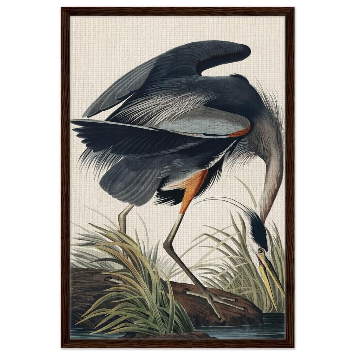 Great blue Heron by John James 1834 | wall Art Print - Framed Canvas - 60x90 cm / 24x36″ - Dark wood frame