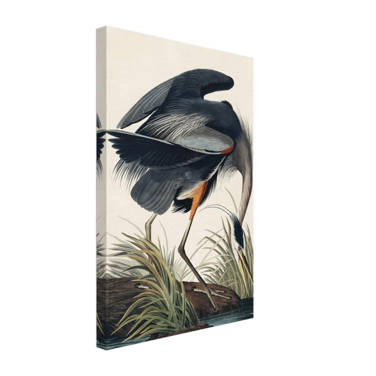 Great blue Heron by John James 1834 | wall Art Print - Canvas - 30x45 cm / 12x18″ -