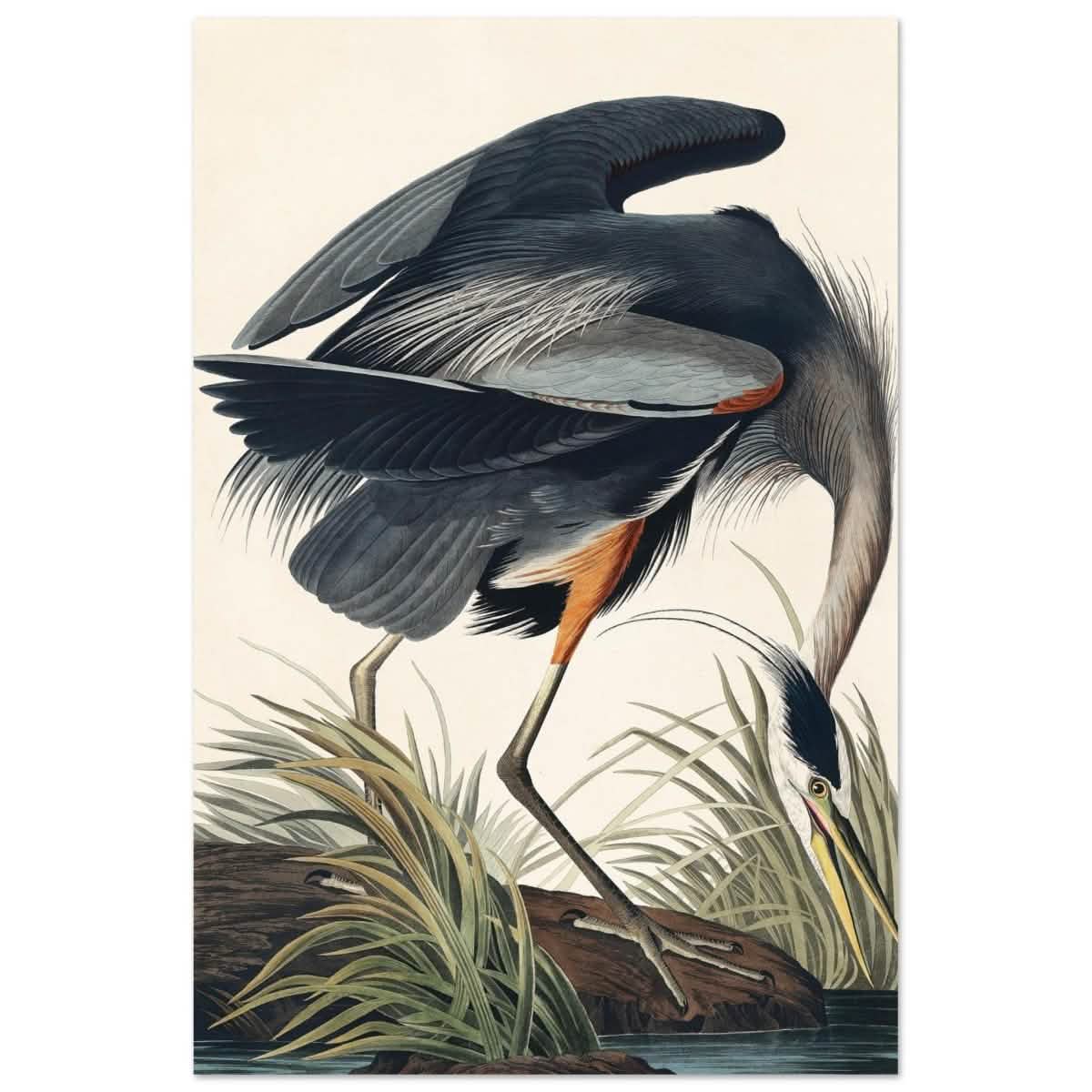 Great blue Heron by John James 1834 | wall Art Print - Aluminum Print - 30x45 cm / 12x18″ -