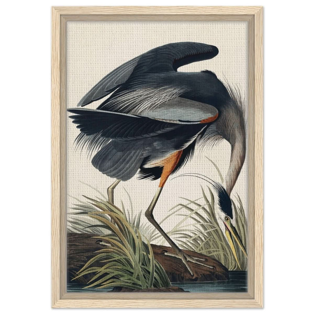 Great blue Heron by John James 1834 | wall Art Print - Framed Canvas - 30x45 cm / 12x18″ - Wood frame