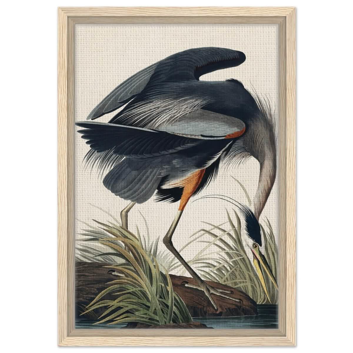 Great blue Heron by John James 1834 | wall Art Print - Framed Canvas - 30x45 cm / 12x18″ - Wood frame