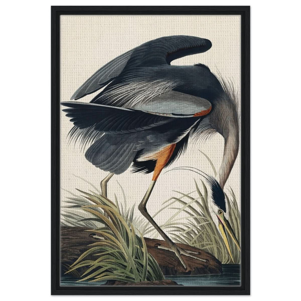 Great blue Heron by John James 1834 | wall Art Print - Framed Canvas - 50x75 cm / 20x30″ - Black frame