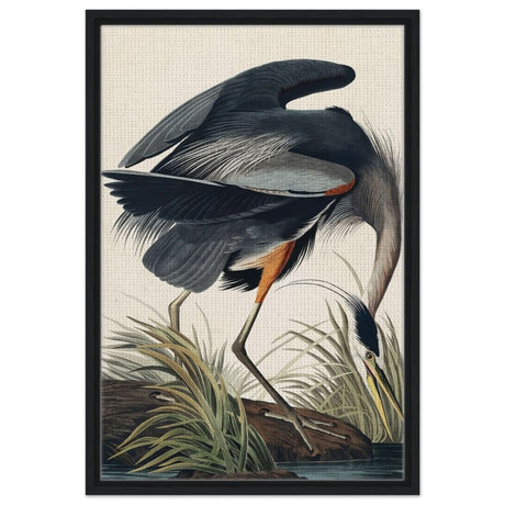Great blue Heron by John James 1834 | wall Art Print - Framed Canvas - 50x75 cm / 20x30″ - Black frame