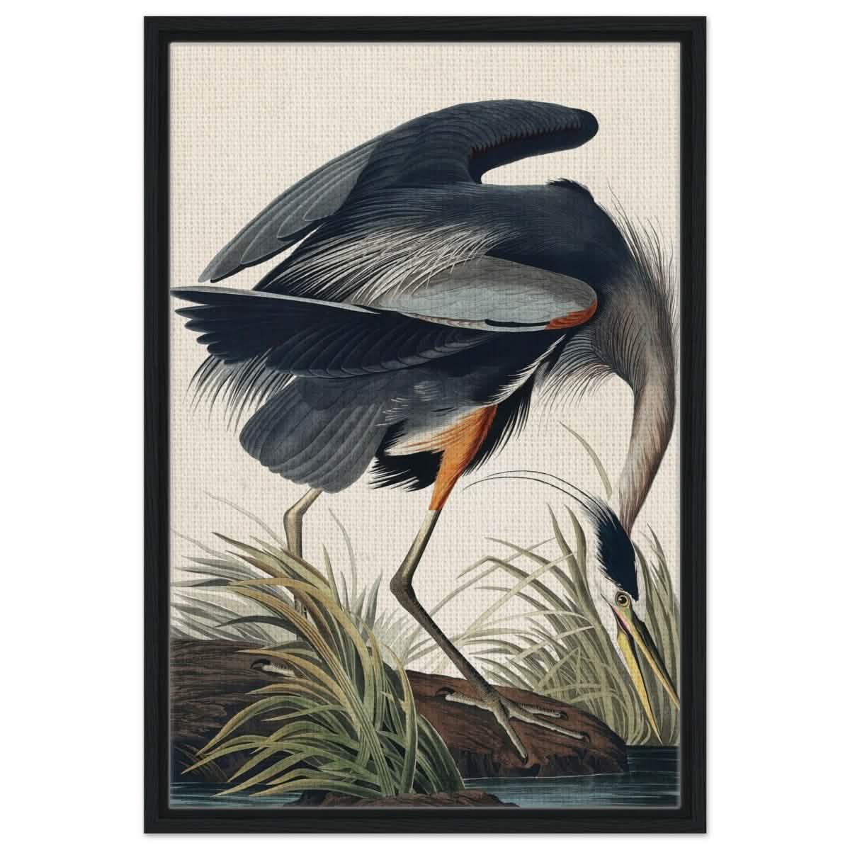 Great blue Heron by John James 1834 | wall Art Print - Framed Canvas - 50x75 cm / 20x30″ - Black frame