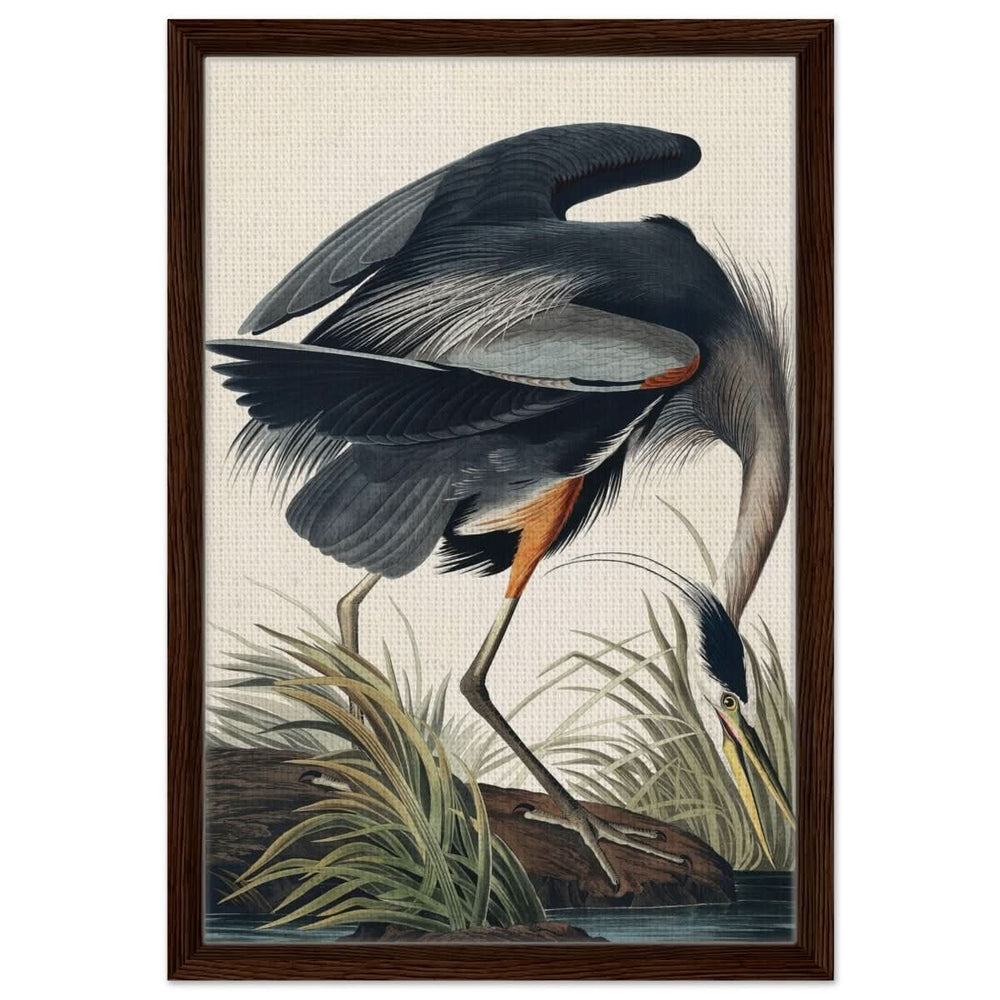 Great blue Heron by John James 1834 | wall Art Print - Framed Canvas - 40x60 cm / 16x24″ - Dark wood frame