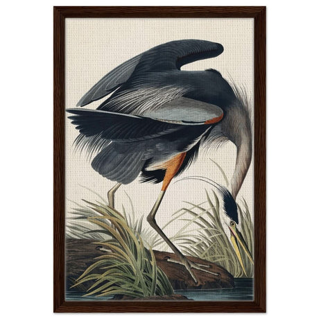 Great blue Heron by John James 1834 | wall Art Print - Framed Canvas - 40x60 cm / 16x24″ - Dark wood frame