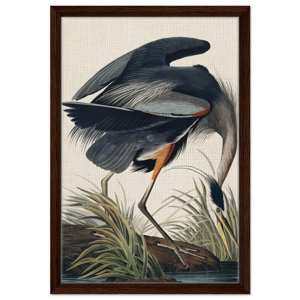 Great blue Heron by John James 1834 | wall Art Print - Framed Canvas - 40x60 cm / 16x24″ - Dark wood frame