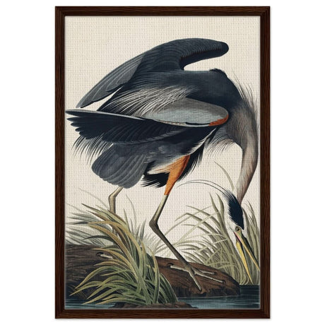 Great blue Heron by John James 1834 | wall Art Print - Framed Canvas - 50x75 cm / 20x30″ - Dark wood frame
