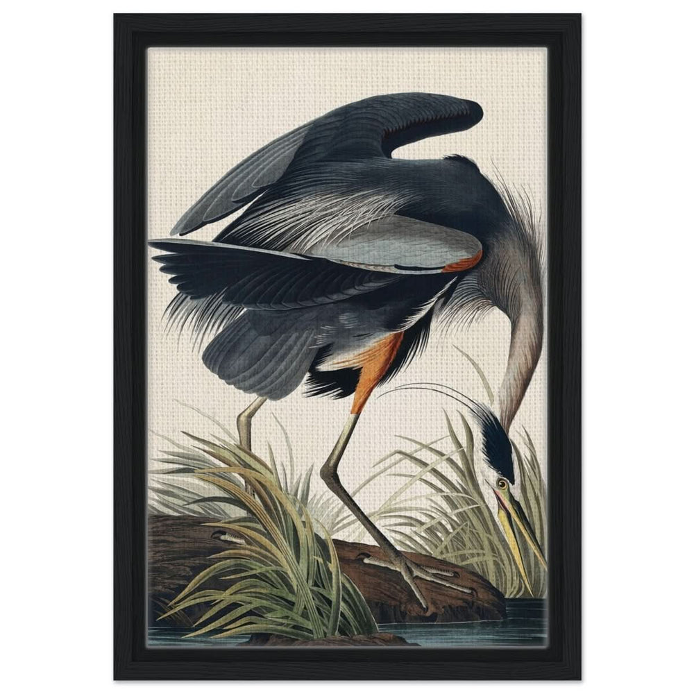 Great blue Heron by John James 1834 | wall Art Print - Framed Canvas - 30x45 cm / 12x18″ - Black frame