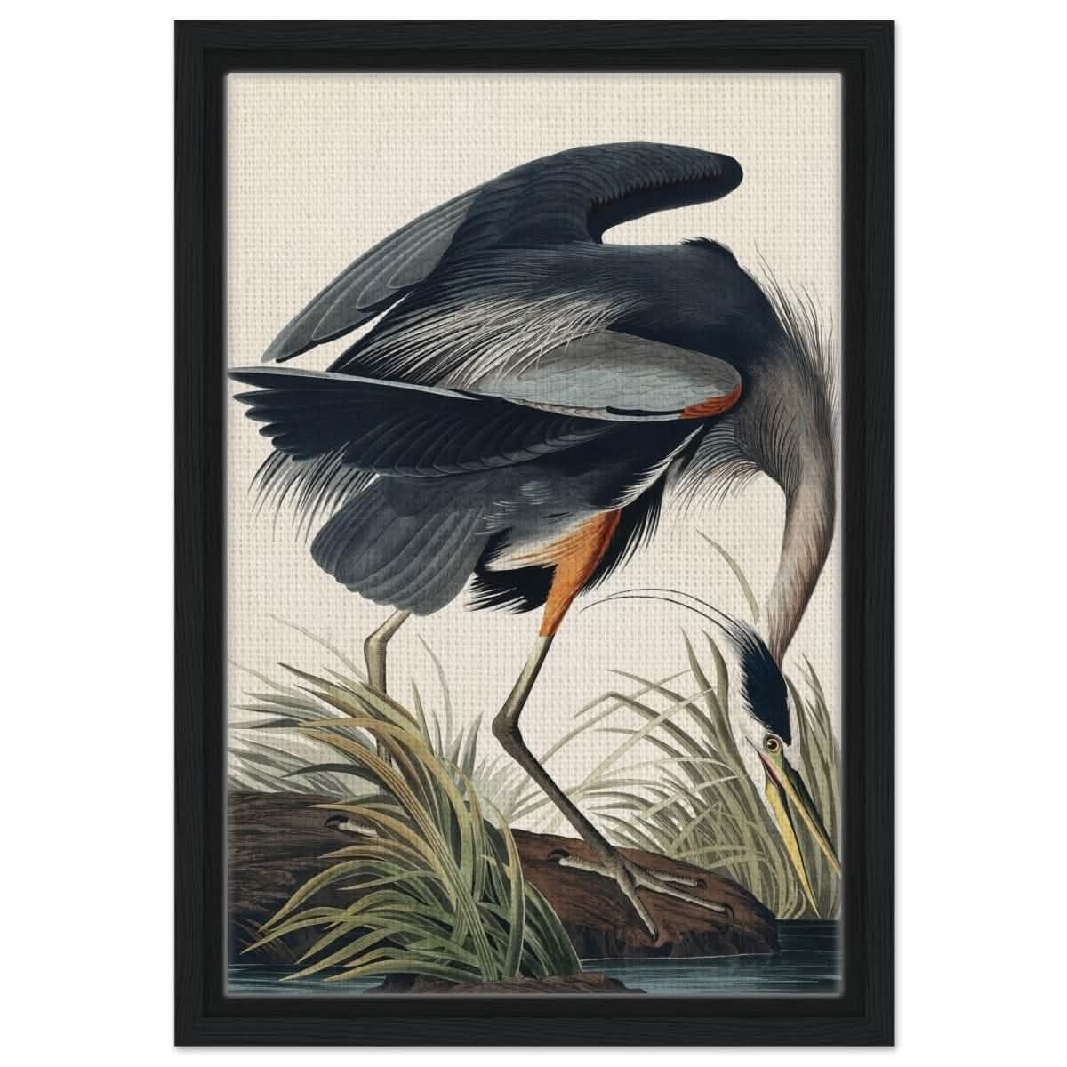 Great blue Heron by John James 1834 | wall Art Print - Framed Canvas - 30x45 cm / 12x18″ - Black frame