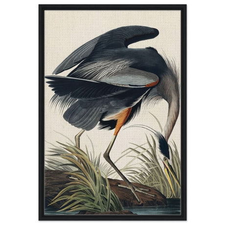 Great blue Heron by John James 1834 | wall Art Print - Framed Canvas - 60x90 cm / 24x36″ - Black frame