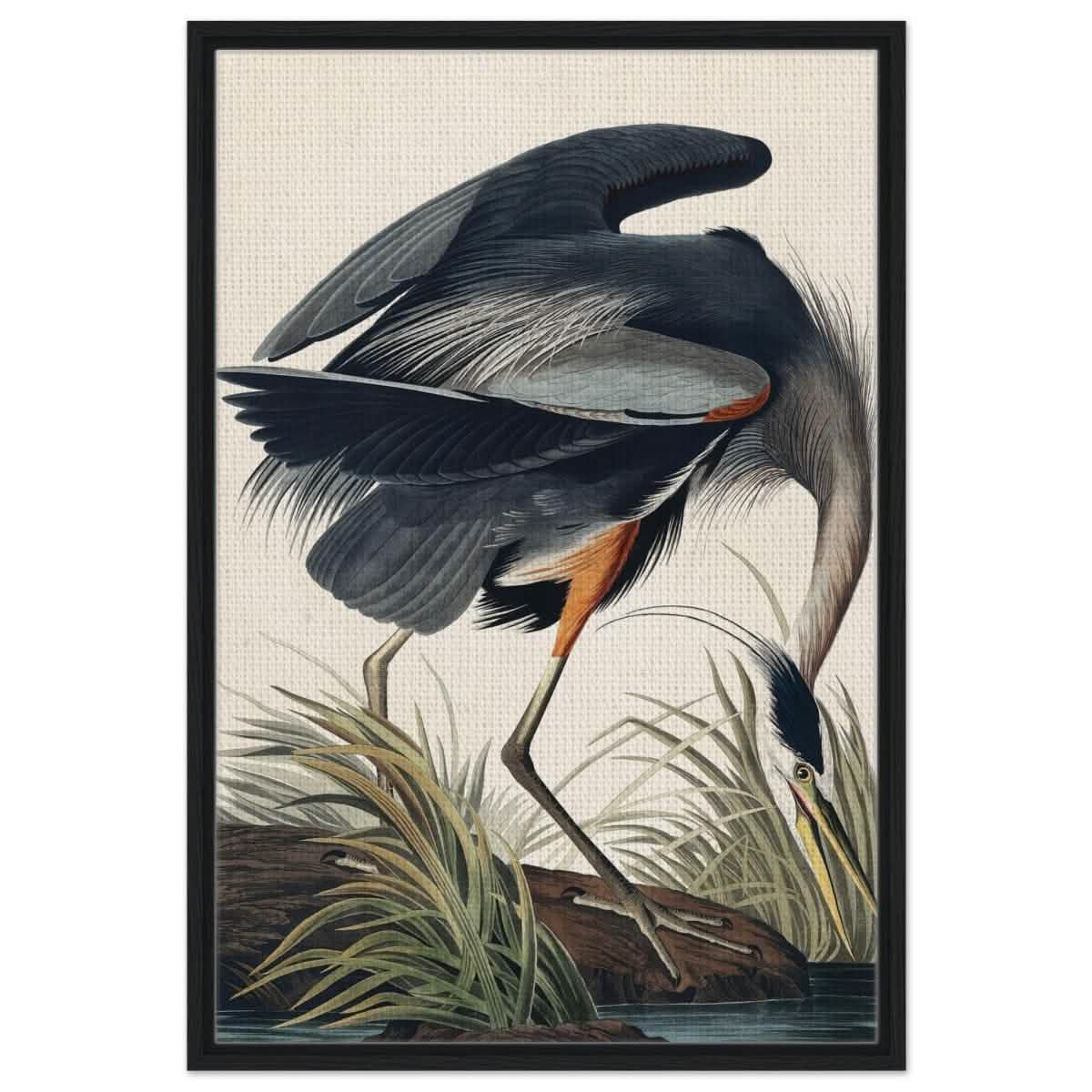 Great blue Heron by John James 1834 | wall Art Print - Framed Canvas - 60x90 cm / 24x36″ - Black frame