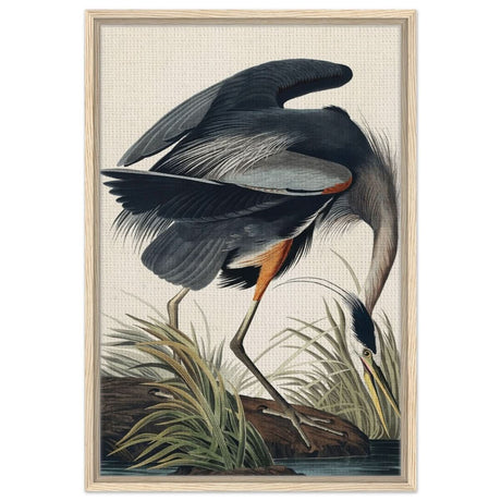 Great blue Heron by John James 1834 | wall Art Print - Framed Canvas - 50x75 cm / 20x30″ - Wood frame