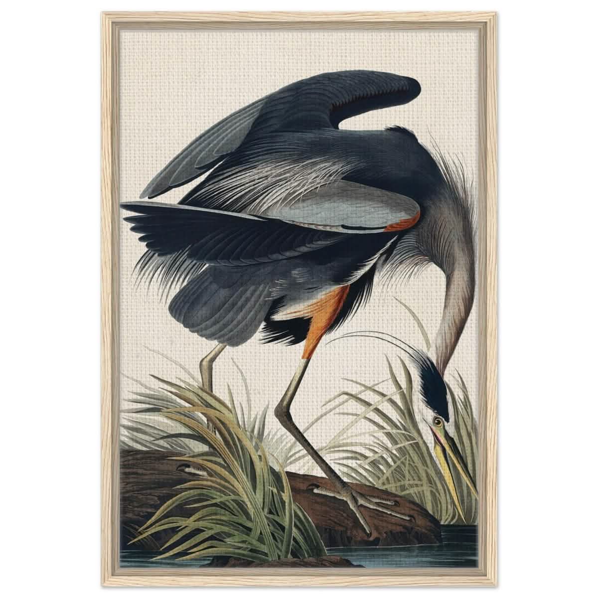 Great blue Heron by John James 1834 | wall Art Print - Framed Canvas - 50x75 cm / 20x30″ - Wood frame