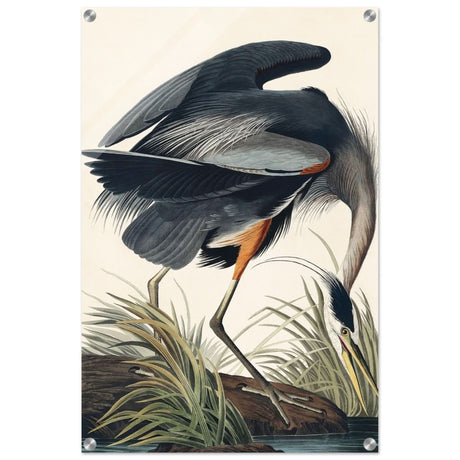 Great blue Heron by John James 1834 | wall Art Print - Acrylic Print - 50x75 cm / 20x30″ -