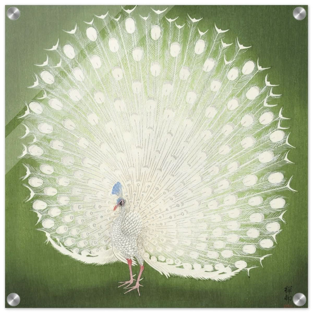 Green Peacock by Ohara Koson | Wall art Print - 50x50 cm / 20x20″ - Acrylic Print -